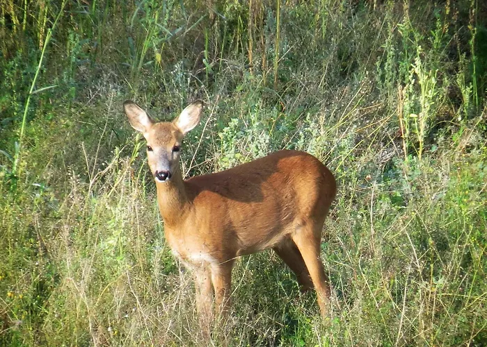 Bb Grindhuset Larvik